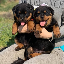 12 weeks old Rottweiler puppies available